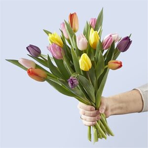 Picnic Tulips