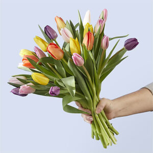 Picnic Tulips